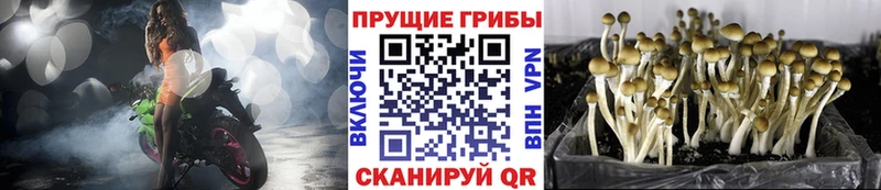мега как войти Электрогорск Псилоцибиновые грибы Magic Shrooms